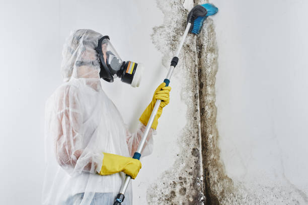 Best Certified Mold Removal  in Gateway, FL