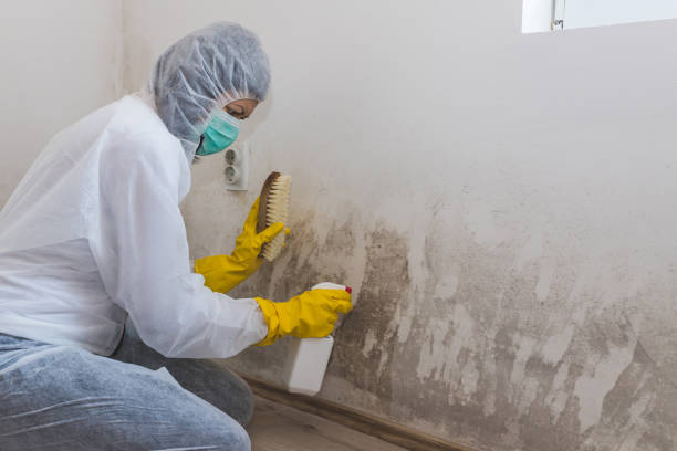 Professional Mold Removal in Gateway, FL