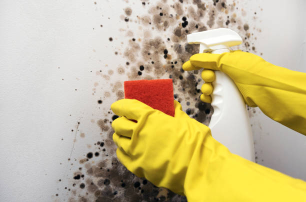 Best Office Mold Removal Services  in Gateway, FL
